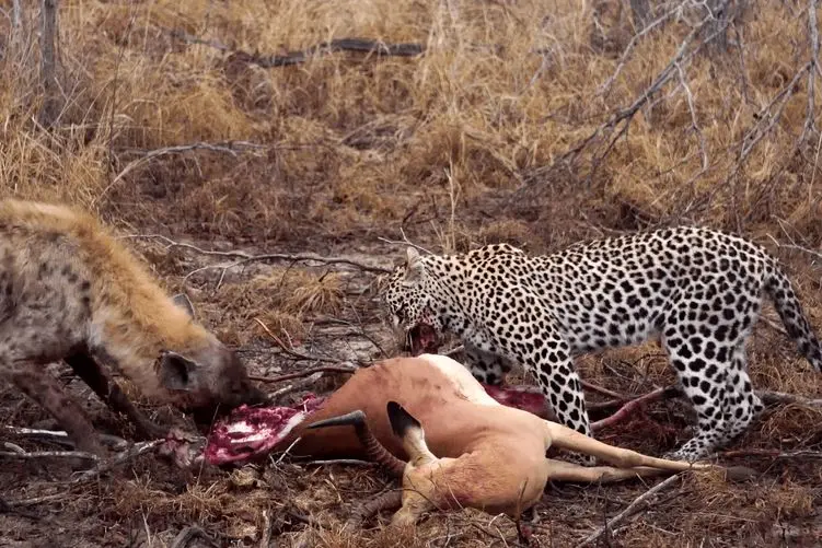 مستند حیات وحش؛ کفتار؛ پلنگ