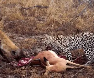 مستند حیات وحش؛ کفتار؛ پلنگ