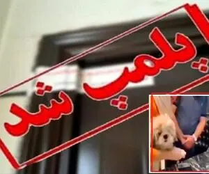مشاور املاک انتقال خانه به یک سگ در تهران بازداشت شد؛ نمایش و تبلیغات بی اساس دردسر دارد!