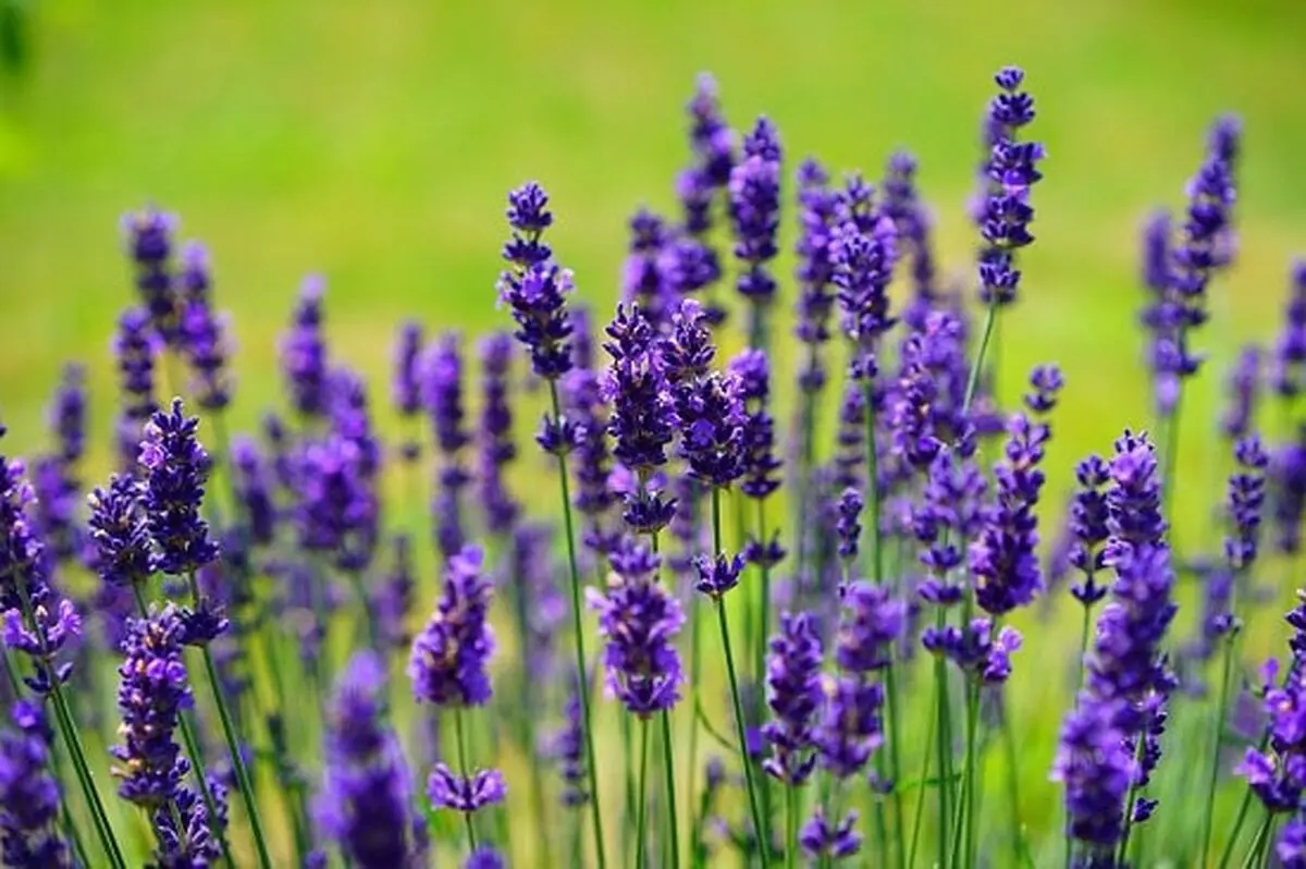 گیاهان مفید برای افسردگی