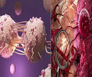 اتوفاژی یا خودکشی سلولی؛ جدیدترین کشف علمی برای خلاصی از سرطان با گرسنگی کشنده