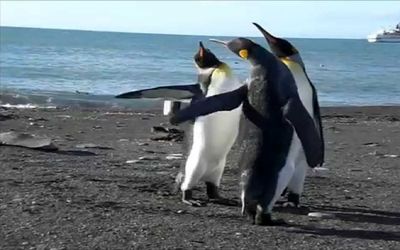 (ویدئو) مبارزه جنجالی دو پنگوئن پادشاه/ پگوئنی که نقش داور داره چه خوبه