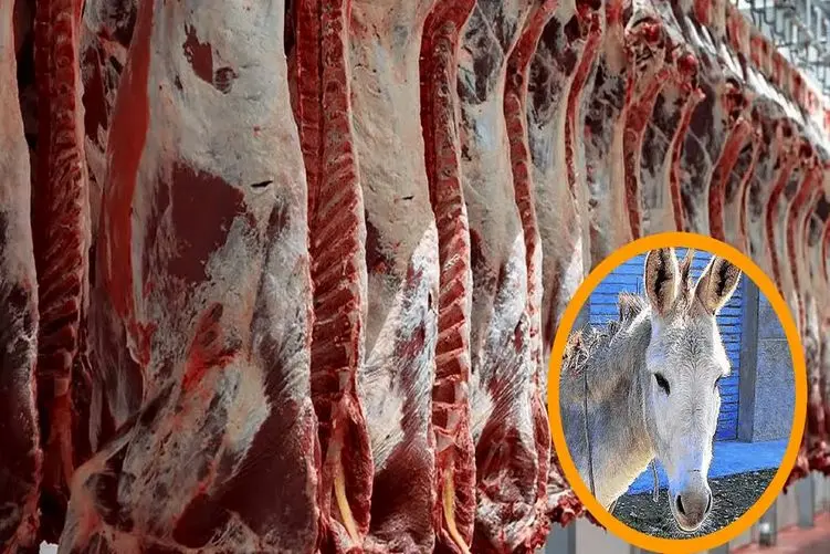 فرآوری الاغ؛ تحول در فرآوری گوشت خر