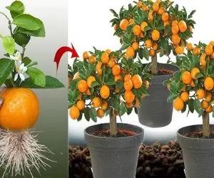 کشاورزی نوین؛ با ترکیب آلوئه ورا و خمیردندون پرتقال میکاره سر یه هفته میوه میده