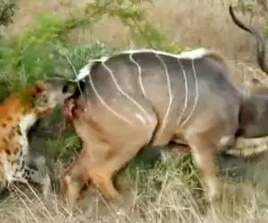 مستند حیات وحش؛ دو تا کفتار که گرسنه کودو هستند