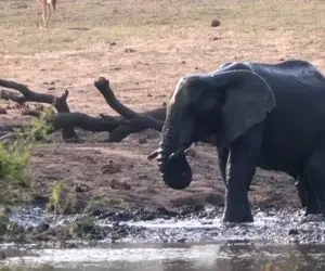 مستند حیات وحش؛ فیل مستاصل تو گرمای سوزناک برکه آب دید ذوقید