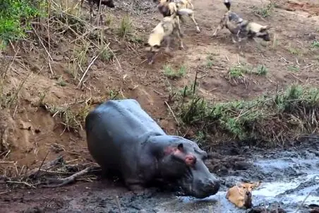 مستند حیات وحش؛ آهویی که شیر نخوردش اما اسب آب تو گل دفنش کرد