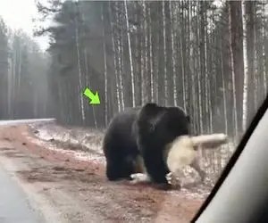 مستند حیات وحش؛ خرس کانگال سفید دست‌کم گرفت