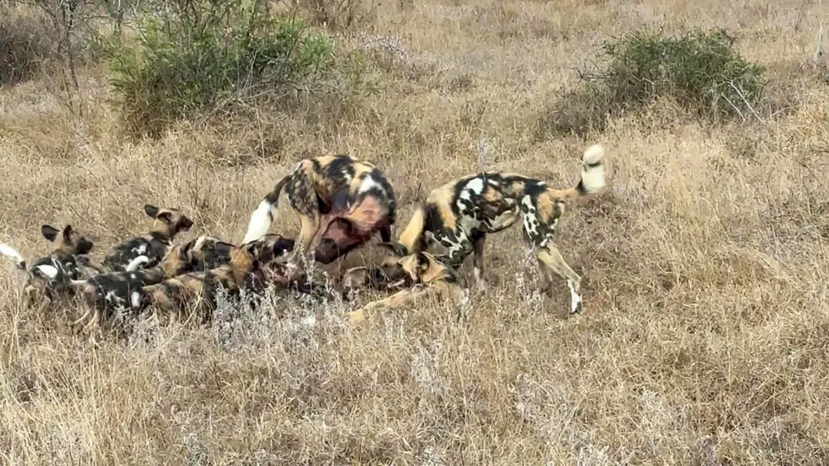 Wild-Dogs-Family-Makes-a-Huge-Noise-During-Reunion-4-1024x576