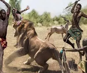 جنگجویان طبیعت؛ شیر کفتار صفت رفت مزرعه گاومیش بدزده قبیله ماسایی با نیزه هلاکش کردن