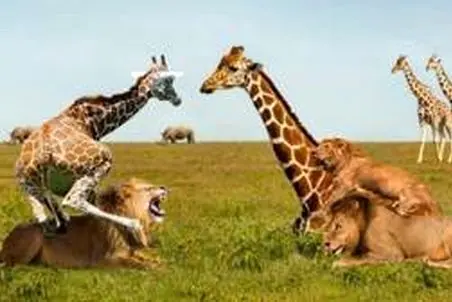 جذابیت حیات وحش؛ زرافه در حرکتی حماسی به شیر حمله ور میشه