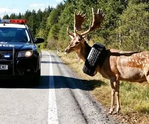 مستند حیات وحش؛ تقلای تیم نجات برای خارج کردن لاستیک از گردن گوزن شاخ بزرگ