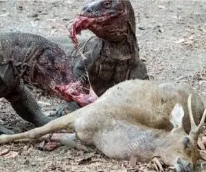 جنگ حیات وحش/نفرین زهر کومودو بلای جان غزال تیزپا شد