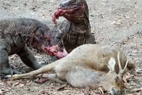 جنگ حیات وحش/نفرین زهر کومودو بلای جان غزال تیزپا شد