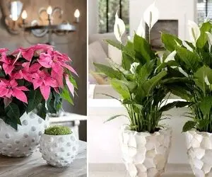 گیاهانی که مقاوم به سرما هستن و گلدار / جذابیت رنگای شاد همراه طراوت زمستونه شون