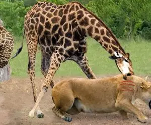 شاهکار حیات وحش / زرافه مادر برای نجات فرزندش دست به کار غیرممکنی می زند