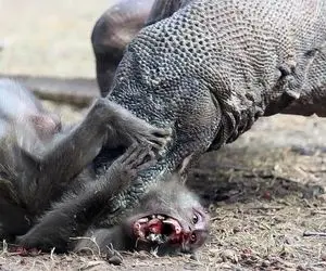 شاهکار حیات وحش؛ میمون نگون بخت که افتاد به دام کومودو سفاک بدجور زجرکش شد