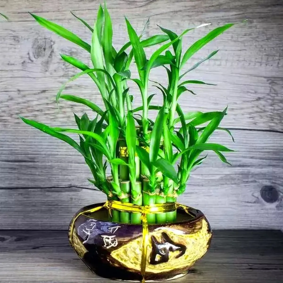 گیاهان آپارتمانی سخت جان در سرما