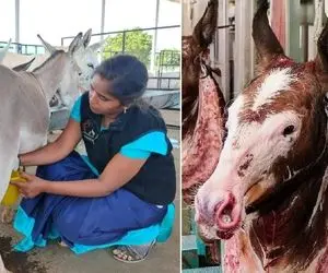 فرآوری الاغ؛ الاغ رو پرورش میدن نه واسه سواری و حمالی واسه گوشت و شیر چربش