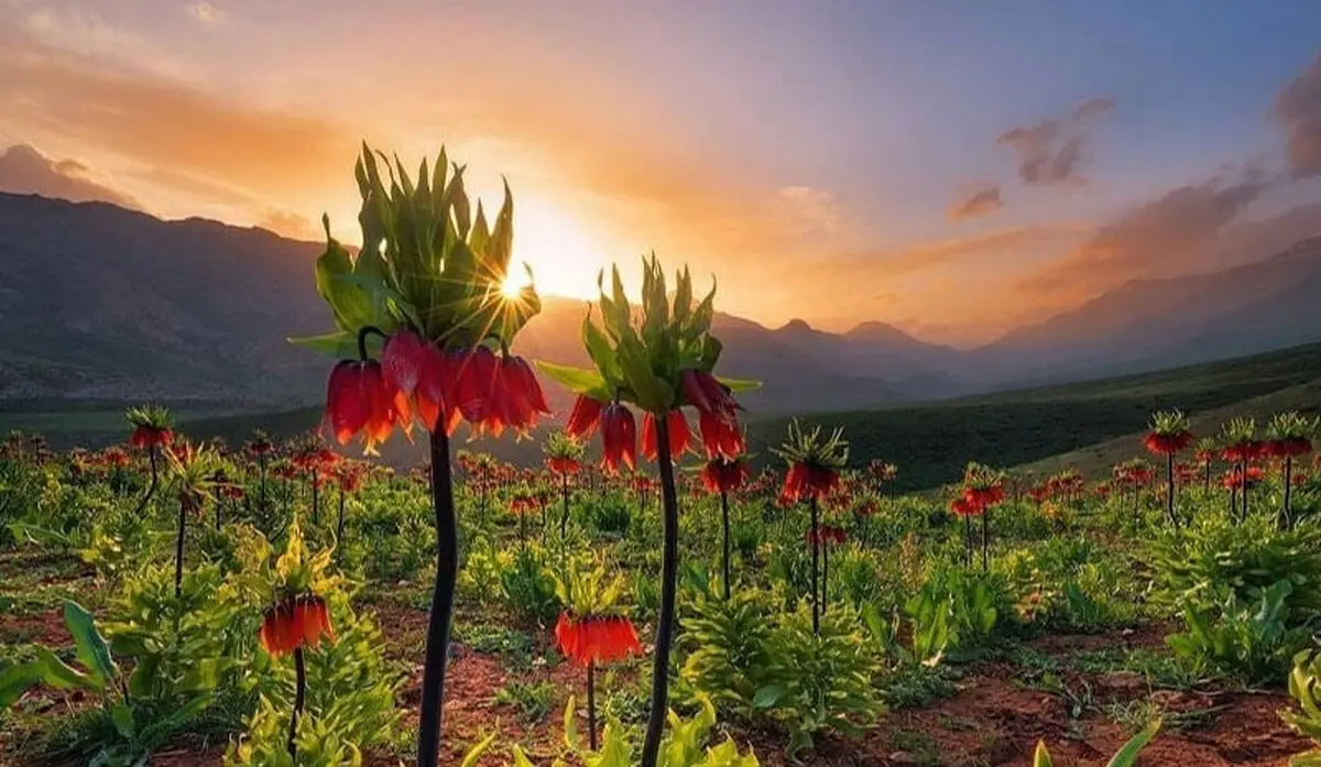 تنگه دورود لرستان