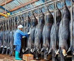 فرآوری خوک؛ خوک قلمبه حروم و از پا آویزون و از کوره رد کردن واسه سوسیس شدن