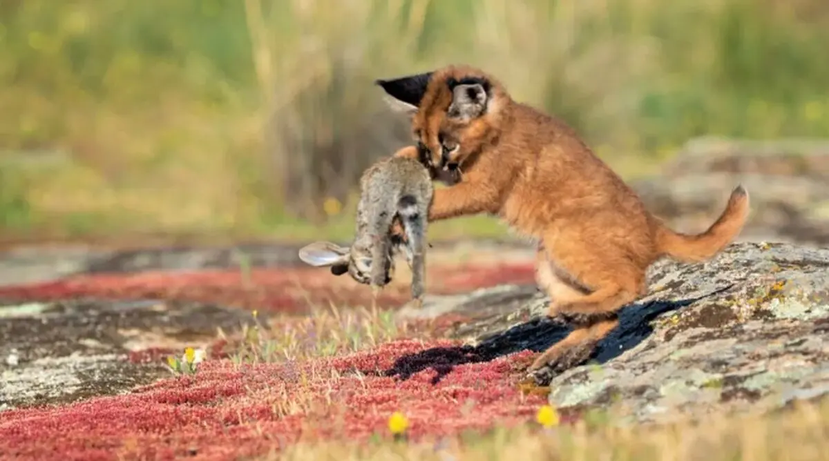 Cute Caracal
