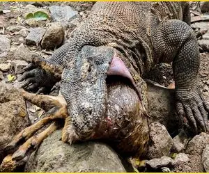 از جذابیت‌های حیات وحش؛ کومودو وقتی می‌خواد گراز وحشیو ببلعه خفه میشه میمیره