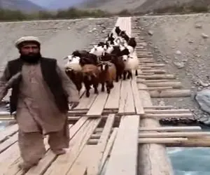معماری طبیعت؛ چوپان از شکم مادر شانس نیاوورد آخه این چه اتفاقی بود که براش افتاد