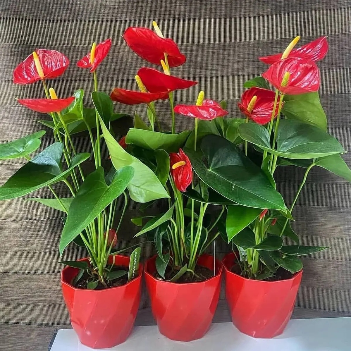 گیاهان مقاوم به سرما
