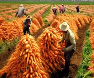 کشاورزی بدیع؛ با هوش مصنوعی هویج کاشتن یه خروار نارنجی با مزه نیشکر واسه آب هویج