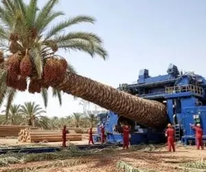 ابزارآلات غول پیکر؛ ابر دستگاه آوردن نخل رو میجوعه خرماشو تف میکنه