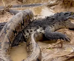 مستند حیات وحش؛ تمساح دد پیتون غولی که پیچده بود بهش ببلعه قورتید