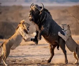 مستند حیات وحش / در جدل خصمانه شیر و بوفالو چه کسی بر دیگری فائق میشود؟