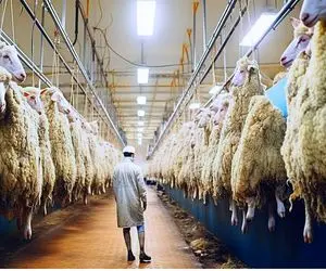 فرآوری گوسفند؛ گوسفند زنده رو انداخت تو آبجوش بعد درسته هولش داد تو چرخ گوشت