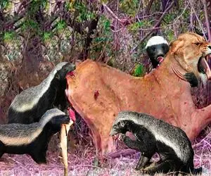 نارام زیان؛ شیر مفلوک دنبال غذا بود راکن های پتیاره جرش دادن حمام خون راه افتاد