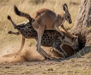 مستند حیات وحش؛ کانگورو مبارزه به لانه کفتار یورش برد