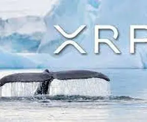 نهنگی ناشناس که 40 میلیون دلارتوکن خرید!