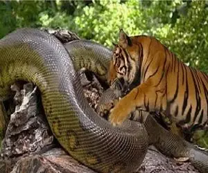 مستند حیات وحش/ ببر خطدار پیتون از وسط پاره کرد فکر بلع به سرش نزنه