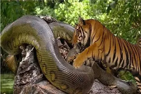 مستند حیات وحش/ ببر خطدار پیتون از وسط پاره کرد فکر بلع به سرش نزنه