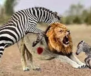 جذابیت حیات وحش؛ خر راه راه در راستای حراست از فرزند مقابل شیر حماسه آفرین شد