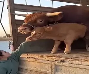 دامداری نوین؛ دختره با بچه گاو شوخی کرد گاو بی جنبه بهش برخورد بیچاره رو پشیمون کرد