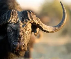 مستند حیات وحش؛ مرگ احمقانه حیوونا به شاخ خودشون