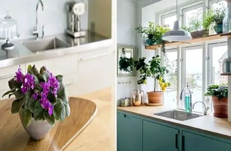 گیاهان آپارتمانی مناسب برای آشپزخانه، روی اپن و کانتر؛ زیبایی فوق العاده و تنوع بالا