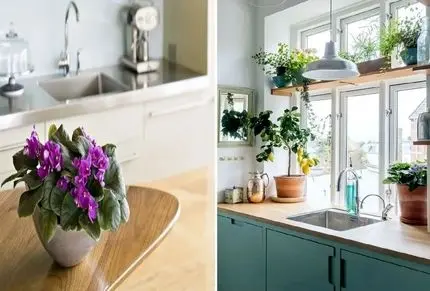 گیاهان آپارتمانی مناسب برای آشپزخانه، روی اپن و کانتر؛ زیبایی فوق العاده و تنوع بالا