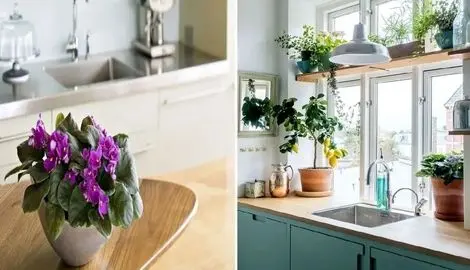 گیاهان آپارتمانی مناسب برای آشپزخانه، روی اپن و کانتر؛ زیبایی فوق العاده و تنوع بالا