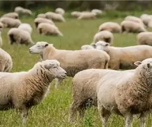 قیمت دام زنده امروز ۱ تیر ۱۴۰۵ + جدول