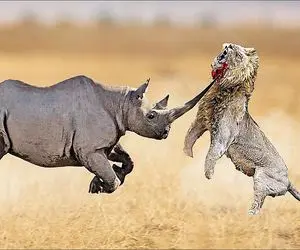 بدایع حیات وحش؛ کرگدن سفاک شاخشو فرو کرد تو حلق شیر شریری که نذاشت آب بخوره