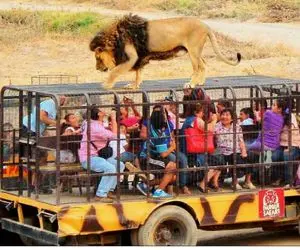 از جذابیت‌های حیات وحش؛ باغ وحش انسانی دیده بودی آدمارو کردن تو قفس تا شیرا برن تماشا