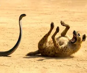 شاهکار حیات وحش؛ مامبای سیاه که یک کفتار، پلنگ و حتی شیر را به زیر میکشد