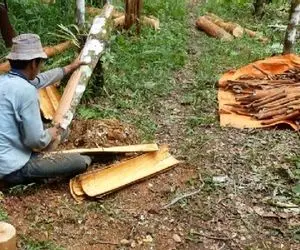 کشاورزی نوین؛ درختو لخت میکنن قلفتی پوستشو با ابزار مخصوص میکنن چوب دارچین میسازن